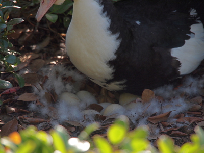 [A close view of the lower half of the duck and the depression under her which has at least 7 eggs. There is quite a bit of down feathers around and in the nest.]